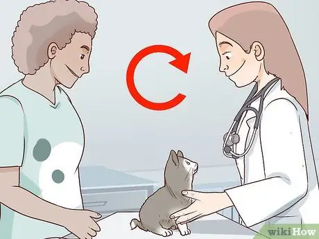 Как справиться с аутоиммунным кожным заболеванием у кошек Шаг 8