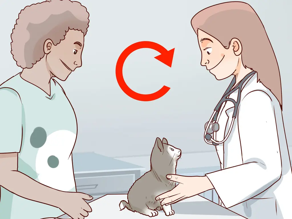 Как справиться с аутоиммунным кожным заболеванием у кошек: 8 шагов