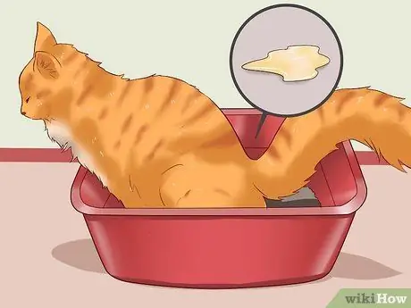 Вылечить кошку от запора, шаг 1