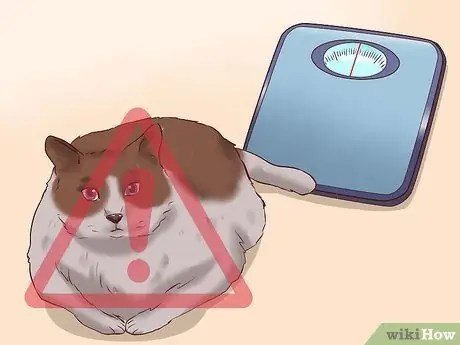 Вылечить кошку от запора, шаг 17