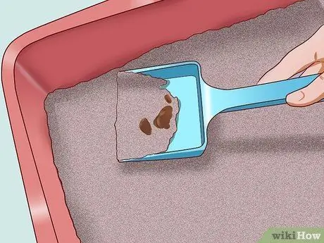 Вылечить кошку от запора, шаг 21