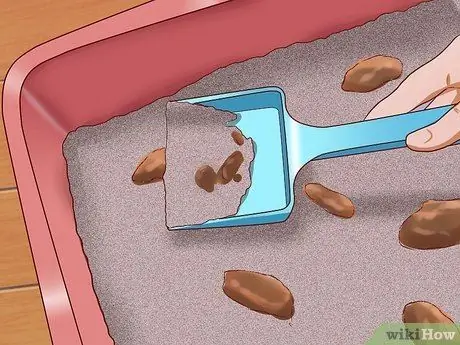 Вылечить кошку от запора, шаг 2