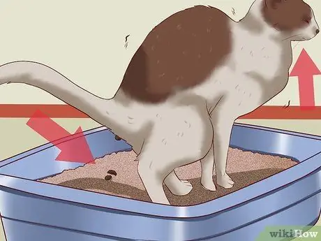 Вылечить кошку от запора, шаг 3