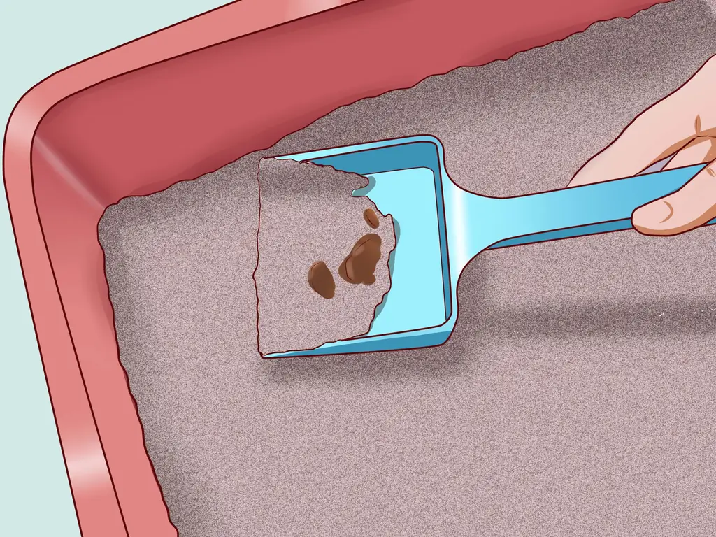 3 способа вылечить кошку от запора