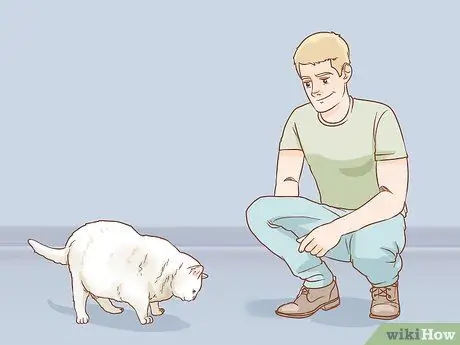 Диагностика причины вздутия живота у кошек Шаг 2