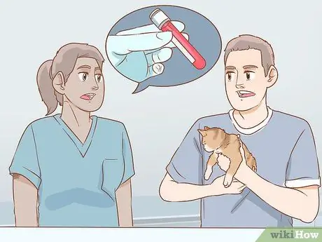 Диагностика причины вздутия живота у кошек Шаг 6