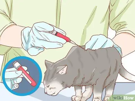 Диагностика причины вздутия живота у кошек Шаг 9