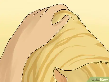 Лечить рвоту, сопровождающуюся диареей, у кошки Шаг 1