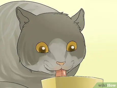 Лечить рвоту, сопровождающуюся диареей, у кошки Шаг 2