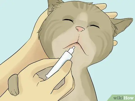 Лечить рвоту, сопровождающуюся диареей, у кошки Шаг 4