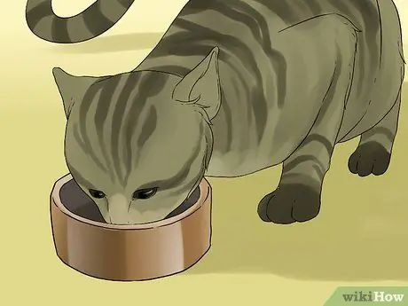 Лечить рвоту, сопровождающуюся диареей, у кошки Шаг 7