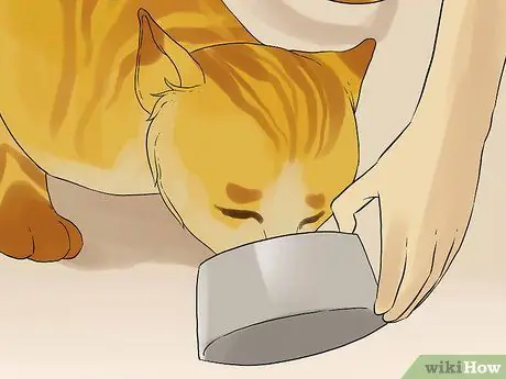 Лечить рвоту, сопровождающуюся диареей, у кошки Шаг 8