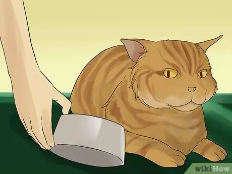 Лечить рвоту, сопровождающуюся диареей, у кошки Шаг 9