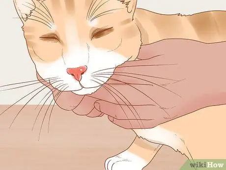 Помогите задыхающейся кошке Шаг 1