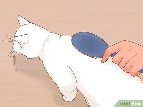 Помогите задыхающейся кошке Шаг 11