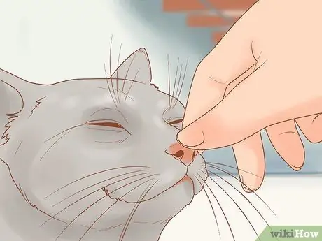 Помогите задыхающейся кошке, шаг 2