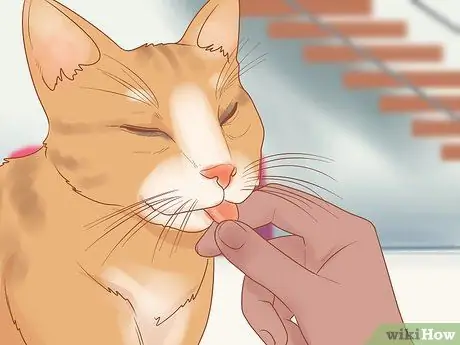 Помогите задыхающейся кошке Шаг 3