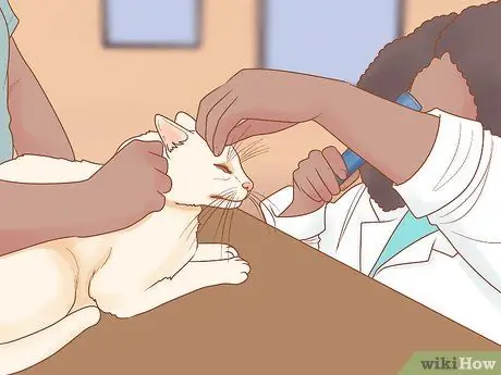 Помогите задыхающейся кошке Шаг 5