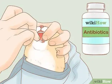 Помогите задыхающейся кошке Шаг 7