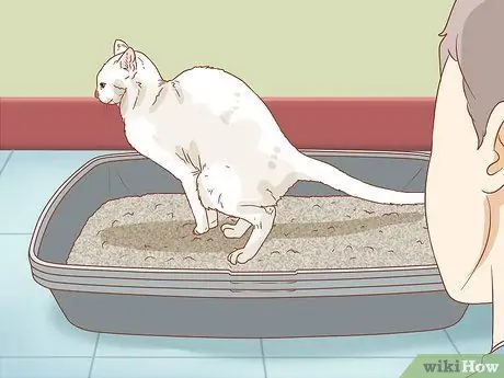 Сбор образцов кала у кошки Шаг 1