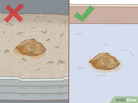 Сбор образцов кала у кошки Шаг 3