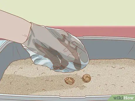 Сбор образцов кала у кошки Шаг 5