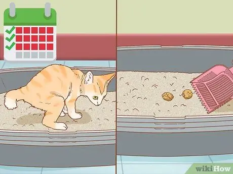 Сбор образцов кала у кошки Шаг 9