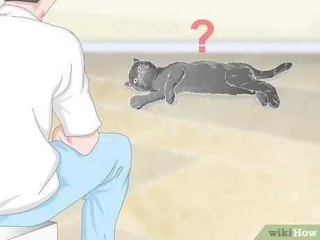 Помогите рвоте кошке Шаг 10