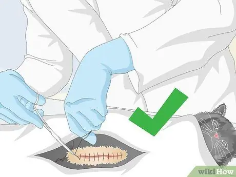 Помогите рвоте кошке Шаг 14