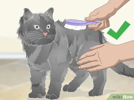 Помогите рвоте кошке Шаг 4