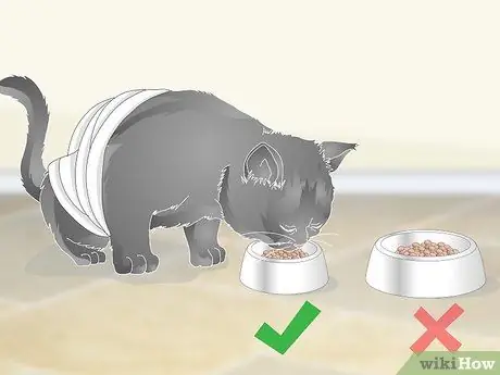 Помогите рвоте кошке Шаг 6