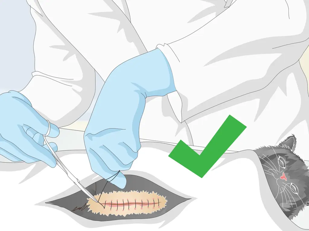 Как помочь кошке, которая рвет,: 14 шагов (с иллюстрациями)
