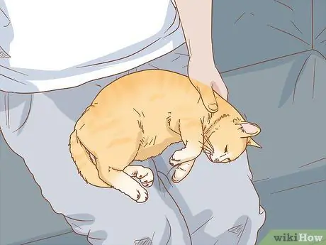 Лечить кошку кровью в стуле Шаг 10