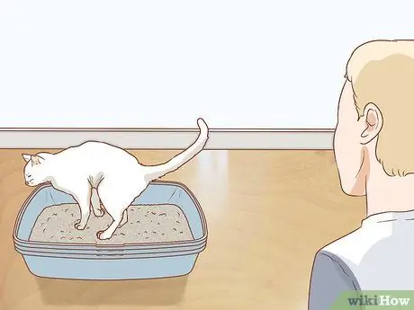 Лечить кошку кровью в стуле Шаг 12