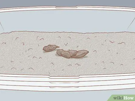 Лечить кошку кровью в стуле Шаг 13