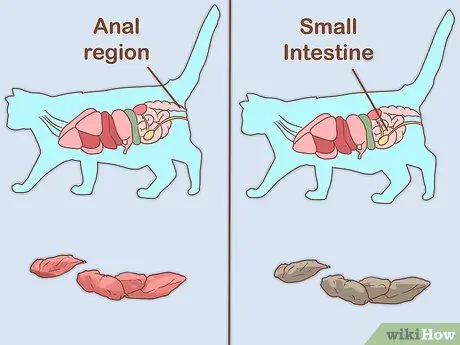 Лечить кошку кровью в стуле Шаг 14
