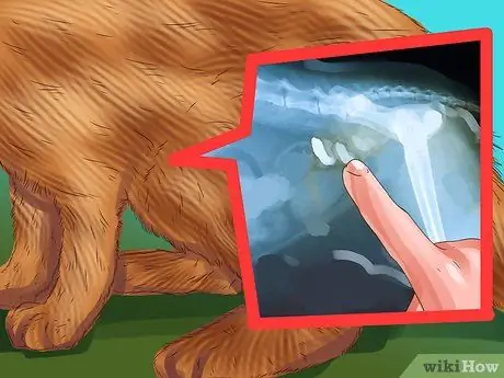 Не позволяйте кошкам скрываться по коврику Шаг 12