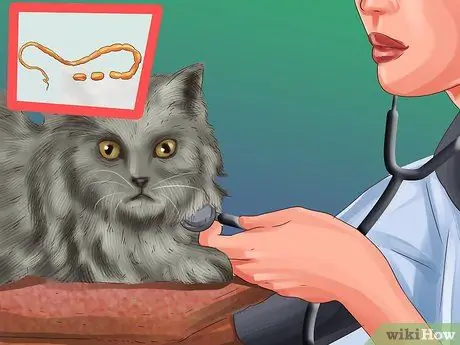 Не позволяйте кошкам прятаться по коврику Шаг 2