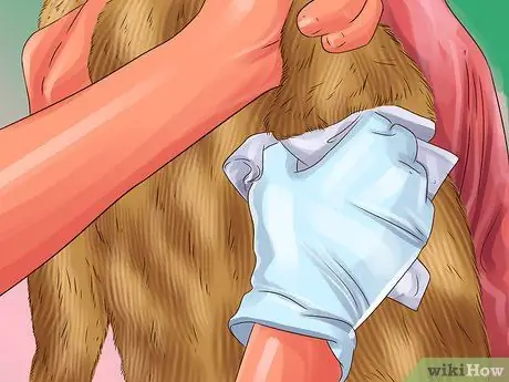 Не позволяйте кошкам прятаться по коврику Шаг 4