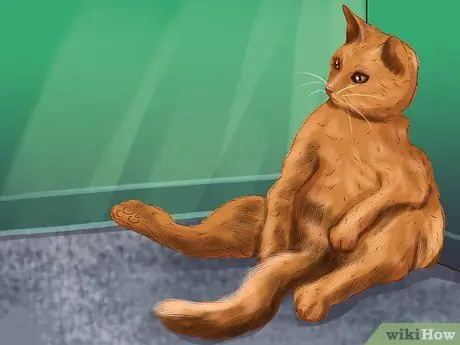 Не позволяйте кошкам прятаться по коврику Шаг 6