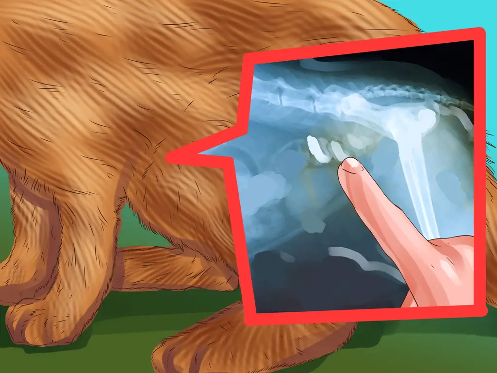 Как не дать кошкам укрыться на ковре: 12 шагов