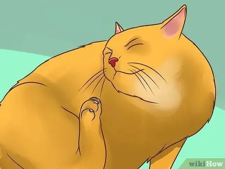 Лечить вшей у кошек Шаг 1