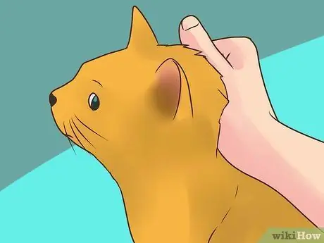 Лечить вшей у кошек Шаг 14