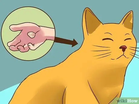 Лечить вшей у кошек Шаг 19