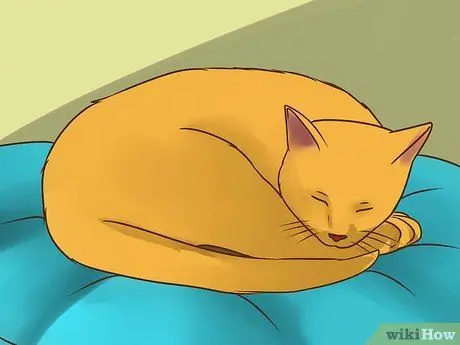 Лечить вшей у кошек Шаг 20