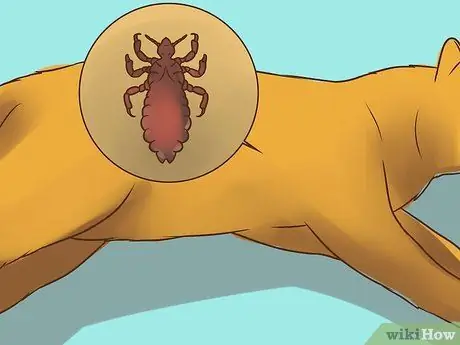 Лечить вшей у кошек Шаг 2