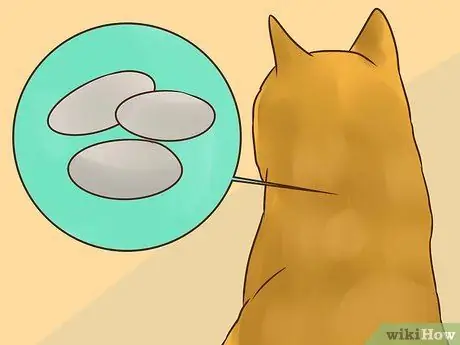 Лечить вшей у кошек Шаг 3