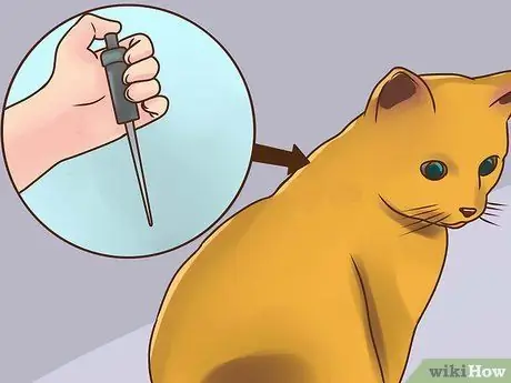 Лечить вшей у кошек Шаг 8