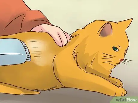 Лечить вшей у кошек Шаг 10