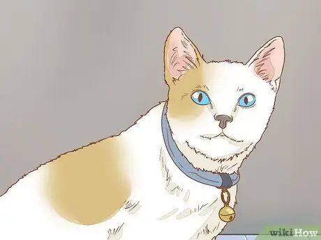 Помощь глухому коту Шаг 4